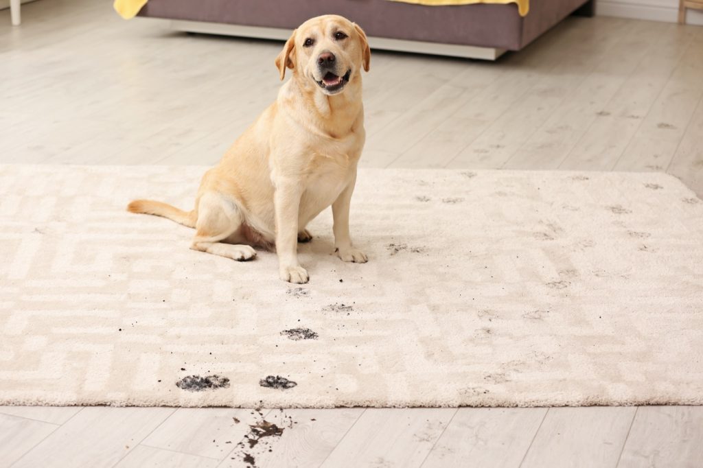 Best Rug Materials in a Home with Pets | Carefree Carpets & Floors